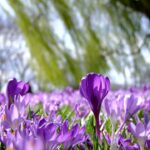 Алармантни податоци: Наместо десетина, во јануари регистрирани дури 310 растителни вида во цут