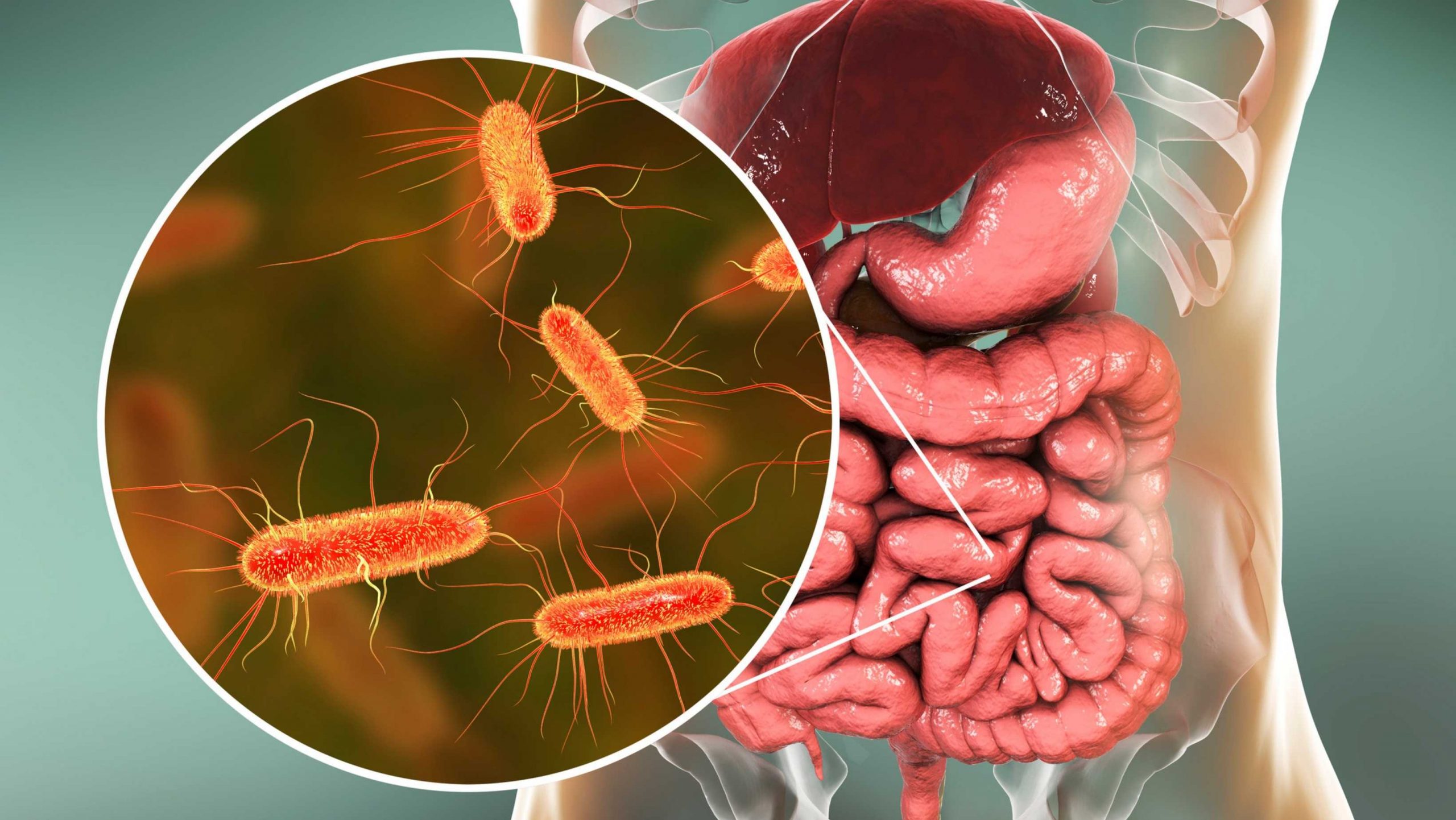 Здрава ДИГЕСТИЈА = Балансиран ШЕЌЕР?