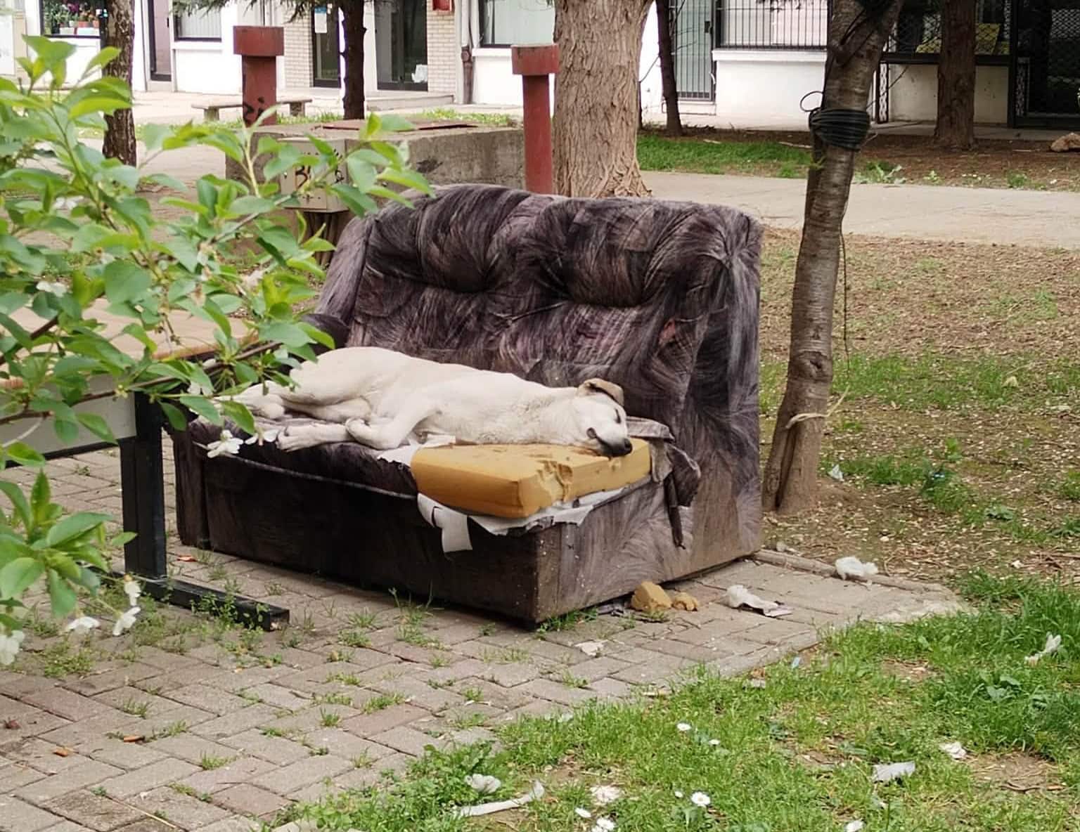 Конечно, хумано и легално решение: Гробно место и за домашните миленици