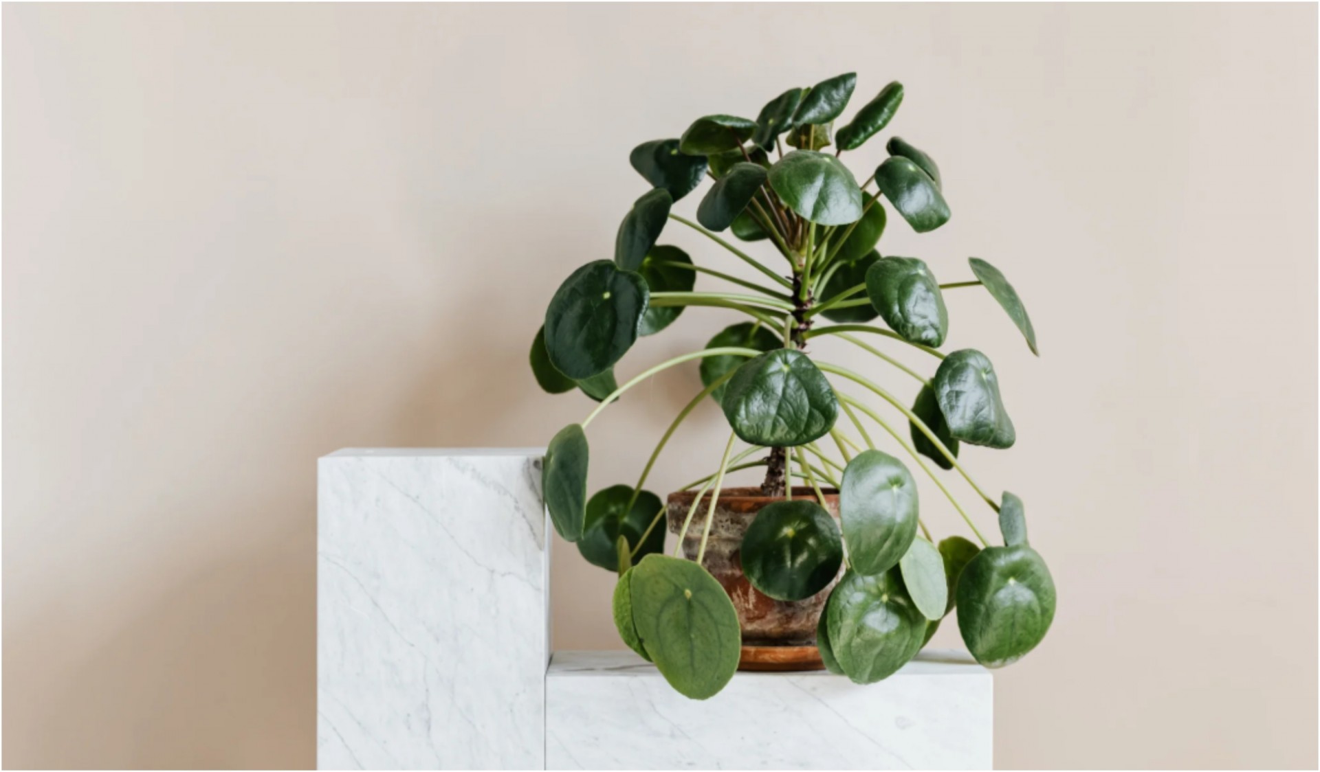 Растението на пријателството им успева само на добри луѓе, ставете го на прозорецот и богатството ќе ви затропа на вратата