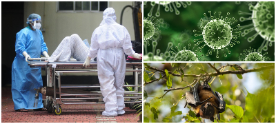 Нема лек или вакцина, се пренесува од лилјаци: Што знаеме за смртоносниот вирус Nipah кој се појави во Индија?