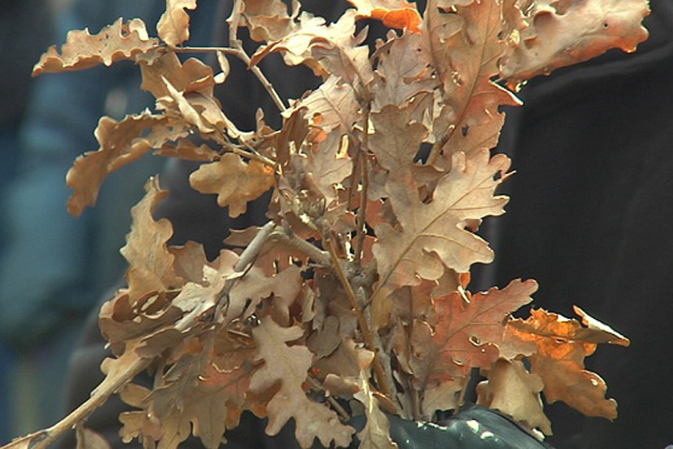 Нe го фрлајте бадниковото гранче во ѓубре – еве што треба да правите со него по Божиќ