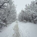 Жена почина во Сараево откако дрво падна врз неа поради насобран снег