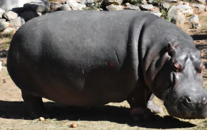 Во битолската Зоолошка градина пцовиса нилскиот коњ Берта