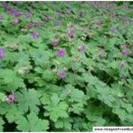 Здравец – растението кое е погодно за намалување на крвниот притисок и подобар сон