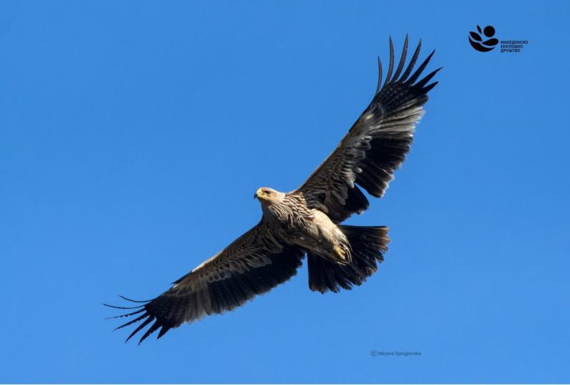 „Безбедни жици за загрозени птици“: ЕВН Македонија и Македонското еколошко друштво со нов меѓународен проект за заштита на глобално загрозените видови птици