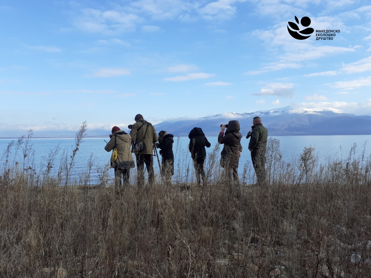 МЕД алармира – за една година речиси преполовен бројот на водни птици на Охридското Езеро