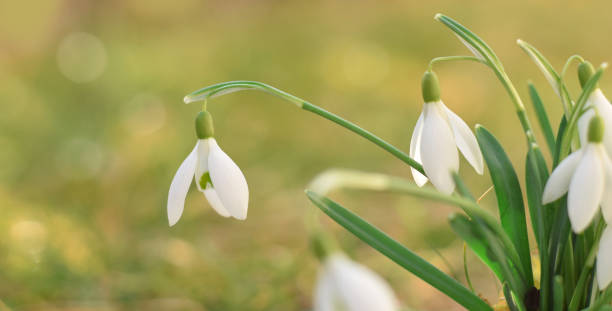 На Кораб откриен критично загрозен вид кокичар
