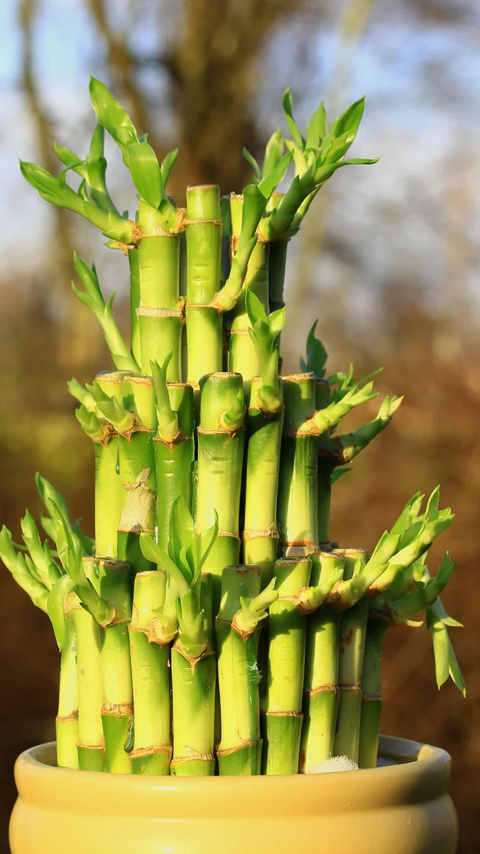 ОВА РАСТЕНИЕ НОСИ МИР И СРЕЌА: Еве колку стебла треба да имате во вашиот дом за да привлечете богатство