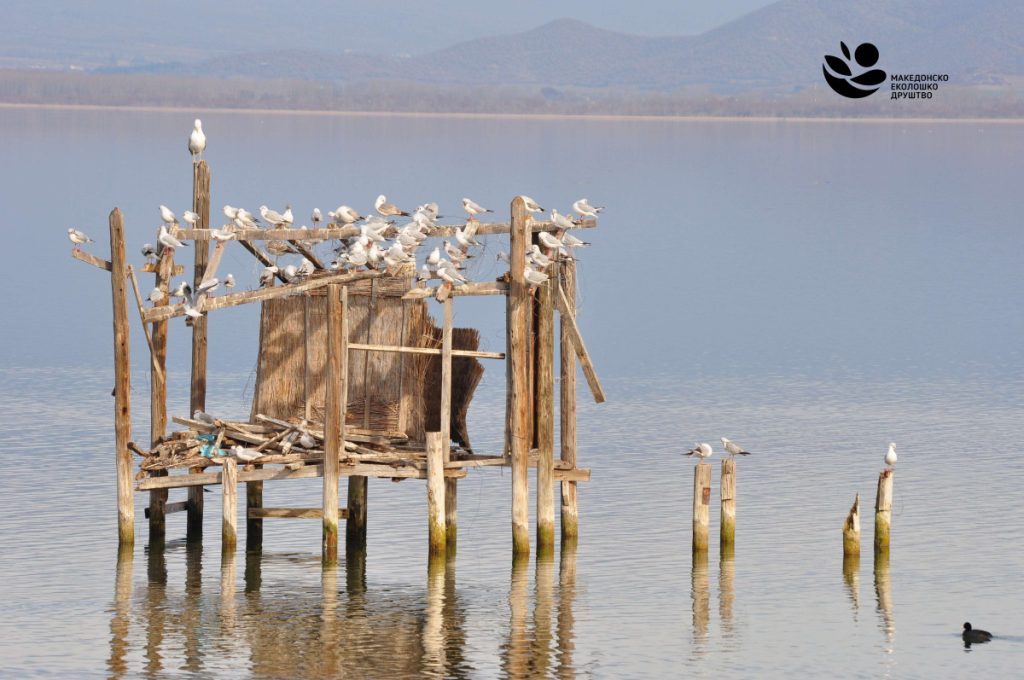 МЕД: Над 44 различни видови водни птици се попишани за време на зимското пребројување во Македонија