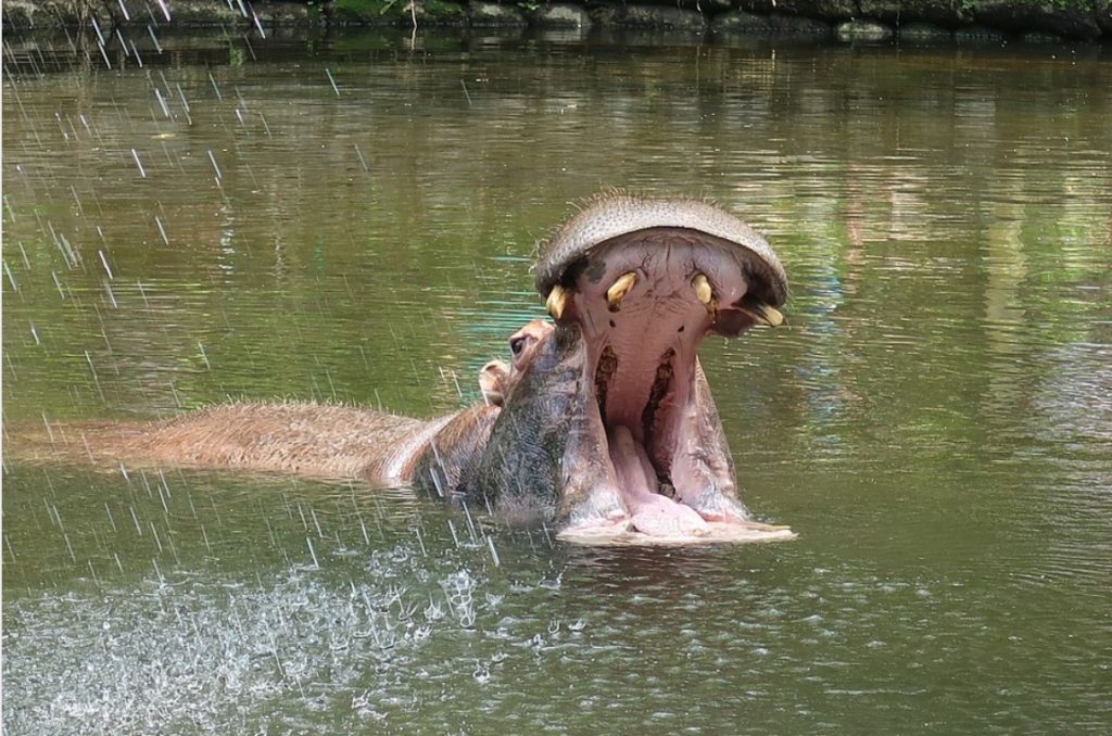 Угина Берта, 40-годишниот нилски коњ од Зоолошката градина Битола