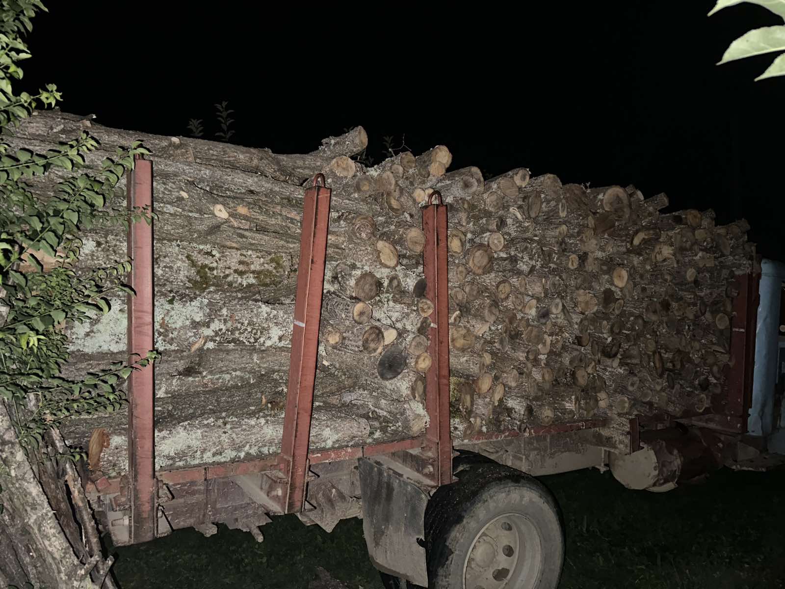 Кривична против двајца од Струшко за „пустошење шуми“