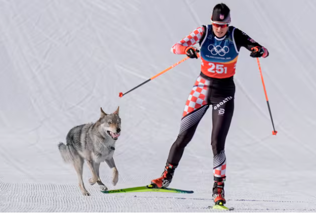 Волк ли е што ли е? Шокатна сцена на олимписките игри (ВИДЕО)
