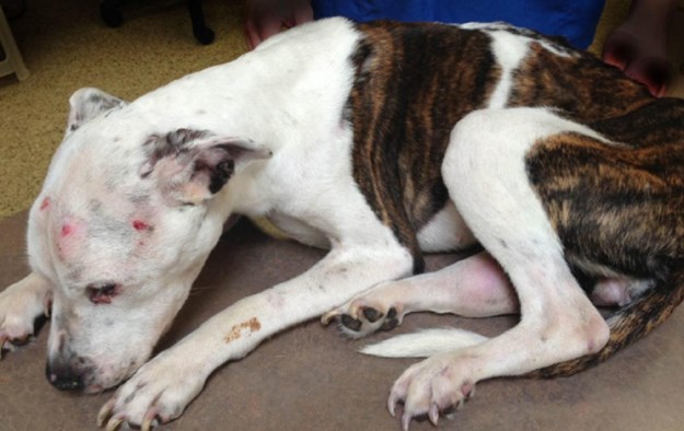 Угинато куче со пена на уста најдено на улица во Кавадарци, ќе постапува обвинител