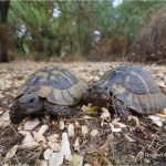 Последната женка-желка на Голем Град во Преспа би можела да исчезне до 2083 година