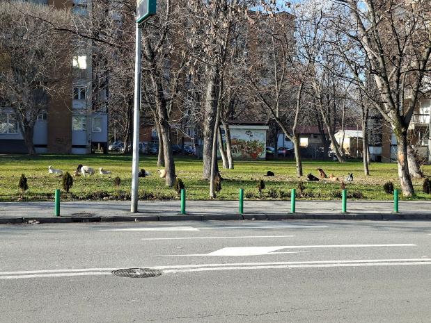 „Независни за Карпош“ бара преку „Сејф сити“ да се открие кој носи бездомни кучиња од Албанија и Кичево