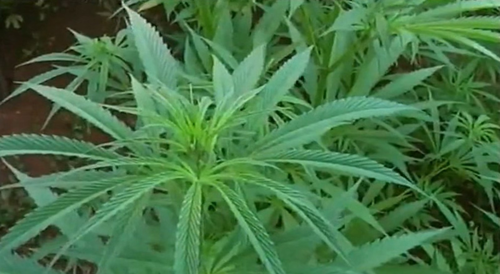 Од денеска 6 фирми за производство на канабис останаа без дозволи за работа