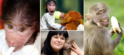 „Немаше да преживее, мајка му го отфрли“ – Мајмунчето Лука во ЗОО Скопје денес слави 12-ти роденден – Кој го спаси?