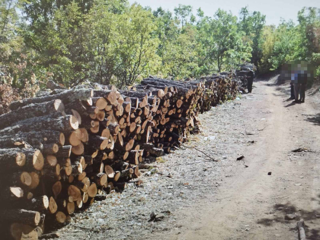 Кривична пријава за кражба на дрва во Македонски Брод – исечени над 290 кубни метри без документација