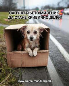 5 од 6 заловени кучиња имаат сопственик – бараме напуштањето да стане кривично дело❗️