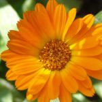 Корисните својства на невенот – помага при невроза, депресија, артритис …