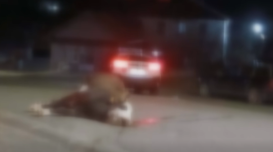 Возач усмрти крава кај Крива Паланка, па избегал од местото