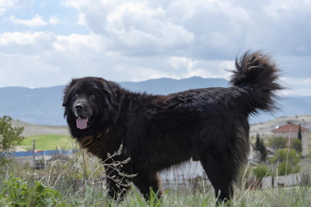 Меѓународната кинолошка федерација ја призна расата караман како автентично македонско куче