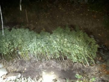 ЌЕ СЕ ПРОВЕРУВААТ 43 ЛИЦЕНЦИ: Почнаа контролите на сите фирми за производство на медицински канабис