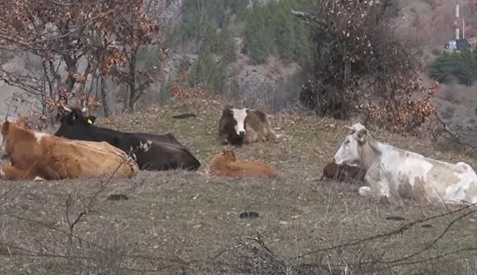 Општина Крива Паланка утре на протест заради некотролираното движење на кравите