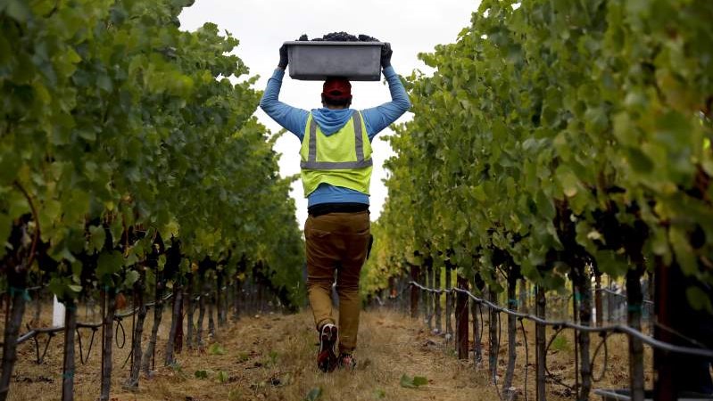 Не е болест се што боли: Виното потекнувало од Пазарџик, Бугарија пред 7000 години?