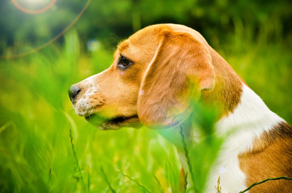 Напуштањето миленик да стане кривично дело, пет од шест заловени кучиња имаат сопственик, велат од „Анима Мунди“