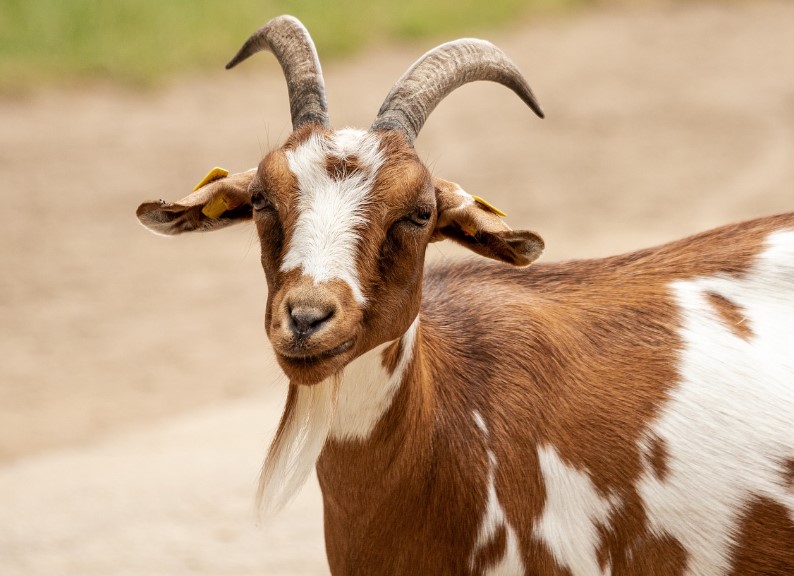 Засилени контроли на АХВ во Липково, поради појава на сипаници кај овците и козите