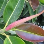 Третман на болести со листови од фикус