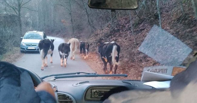 НЕ МОЖЕМЕ ИНСТАНТНО ДА ГИ СОБЕРЕМЕ ГОВЕДАТА, ВЕЛАТ ОД АГЕНЦИЈАТА ЗА ХРАНА И ВЕТЕРИНАРСТВО ЗА КРАВИТЕ КОИ 15 ГОДИНИ СЕ ШЕТААТ НИЗ КРИВА ПАЛАНКА