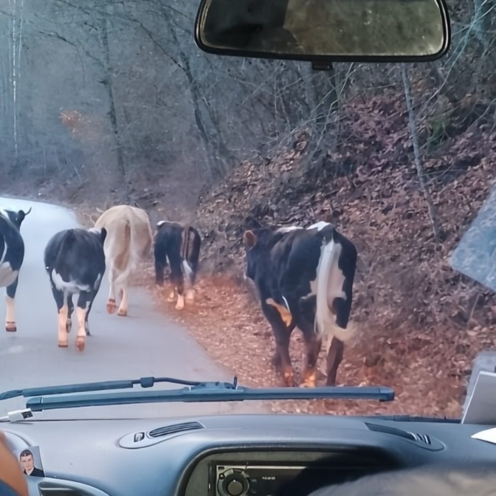 Акцијата за кравите од Паланечко чека поубаво време