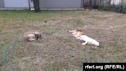 Бездомните кучиња го окупираа Скопје – обвинувања за меѓуопштински и прекуграничен „увоз“