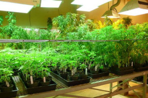 Во нова акција на полицијата запленети се околу 20 тони марихуана