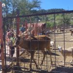 Битола ќе добие терариум и ново живеалиште за копитари