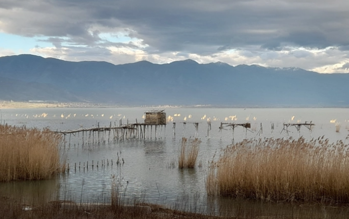 Редок вид на чапја се гнезди крај Дојранското езеро