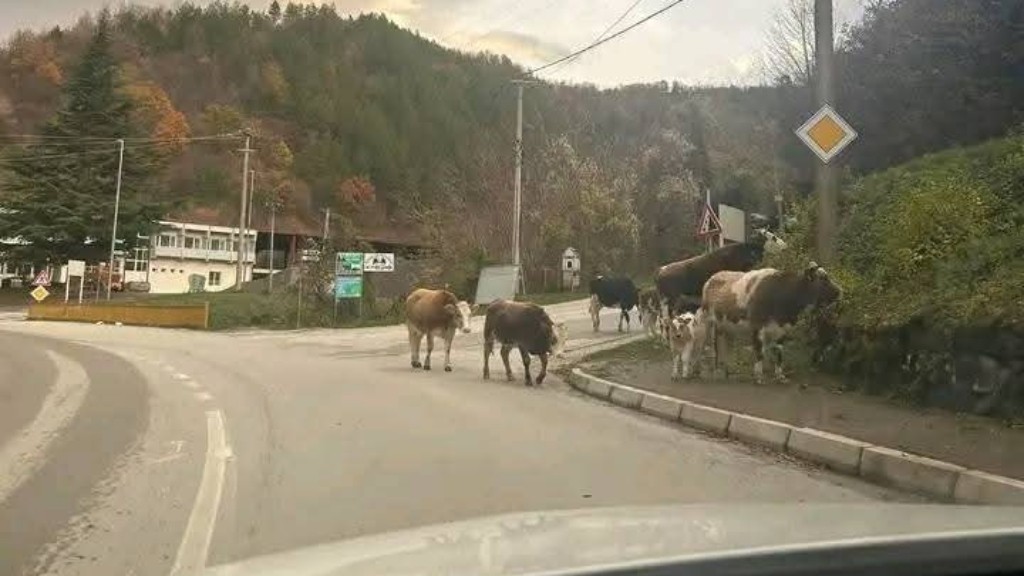 „КОНТРОЛАТА НА ЧУВАЊЕ И НАПАСУВАЊЕ ГОВЕДА ЈА ИМА ОПШТИНАТА“: АХВ со остра реакција на изјавата на градоначалникот на Крива Паланка