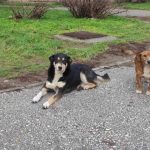 Дали Битола е жртва на нелегалната практика на пренесување кучиња скитници од еден град во друг