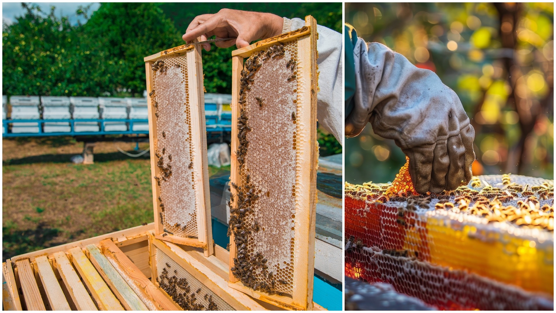 Бојан прави мед од необично растение: Пристигнало од Америка, а тука ретко кој го избира