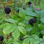 Три растенија кои ни помагаат против воспалителни заболувања