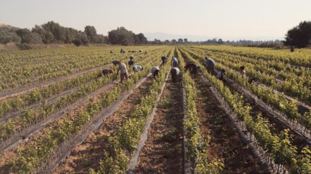 СДСМ: 40 милиони евра намалени субвенции, Владата на Мицкоски ги понижи земјоделците