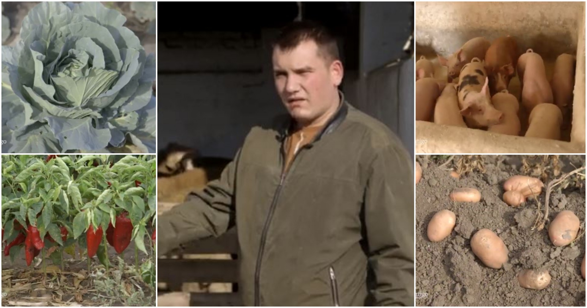 Дипломирал на медицински факултет, па се вратил на село: На 22 години е сам свој газда, работи земјоделие и чува свињи и овци