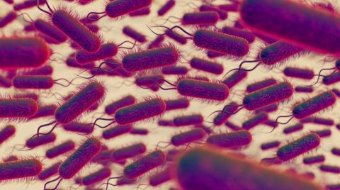 Бактерии замрзнати илјадници години во ледена пештера застрашувачки отпорни на 10 антибиотици