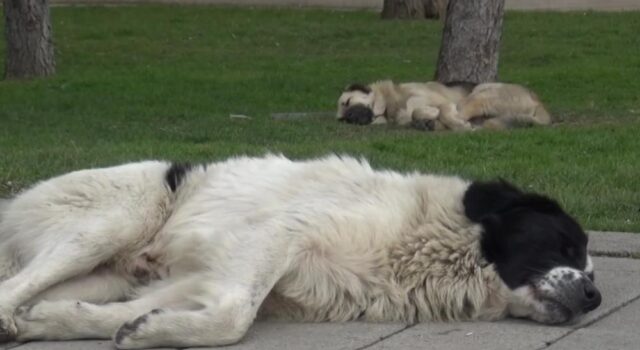 ЗХГ стравува од масовна еутаназија на бездомните кучиња и бара активирање на „Сејф сити“ за да се открие кој ги носи во Скопје