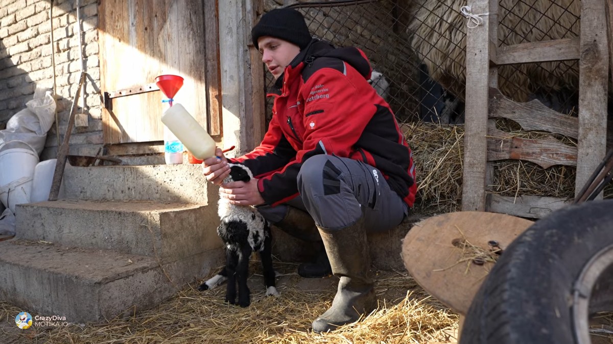 „Ние сме 365 дена надвор“: животот на Милош Кориќ — 21-годишното момче што живее со 300 овци под Фрушка гора