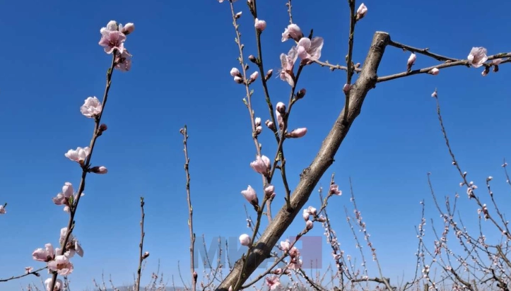 Топлотен бран во Европа и на Балканот во февруари