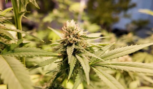 БИЗНИС СО „МАРИХУАНА“: 9 Компании не доставуваат извештаи, дел со блокирани сметки – во најава одземање на лиценци!